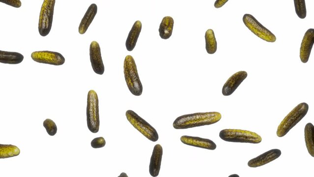 Looping animation featuring a cloud of Pickles falling endlessly on a featureless white background.