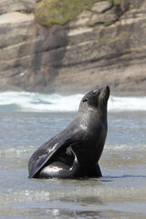 eared seal scratching on beach in new zealand