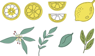 Fresh lemon fruits with green leaves. Set. Whole lemon cut in half, lemon slice, clipping path isolated on white background. Yellow. Citrus. Doodle Minimal style. Black line. Vector illustration.