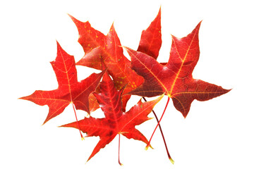 Red maple leaf isolated on white background 