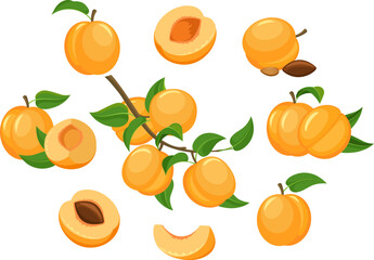 Cartoon apricots isolated