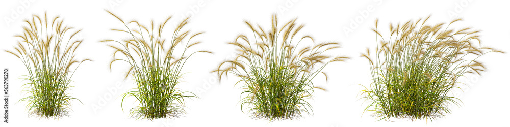 Poster cutout meadow grass field shape transparent backgrounds 3d rendering png file