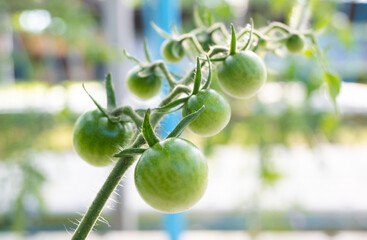 green tomatoes Crops from the organic vegetable garden