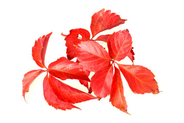 red leaf