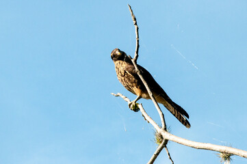  hawk perched on branch