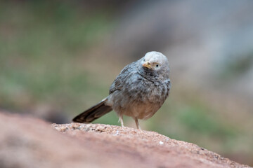 Yellow-billed babbler (Argya affinis) observed in Hampi in Karnataka, India