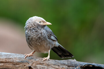 Yellow-billed babbler (Argya affinis) observed in Hampi in Karnataka, India
