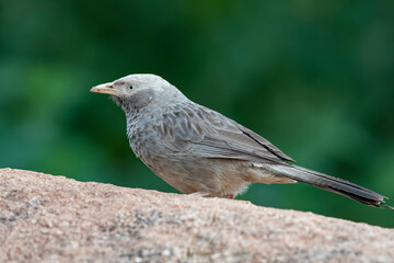 Yellow-billed babbler (Argya affinis) observed in Hampi in Karnataka, India