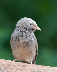Yellow-billed babbler (Argya affinis) observed in Hampi in Karnataka, India