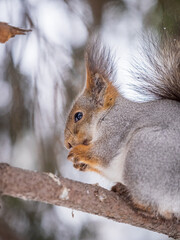 The squirrel with nut sits on tree in the winter or late autumn