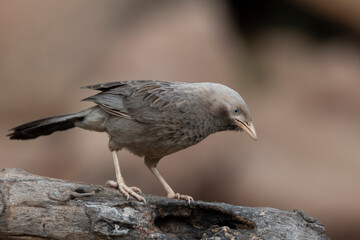 Yellow-billed babbler (Argya affinis) observed in Hampi in Karnataka, India