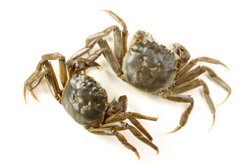 Crab on white background