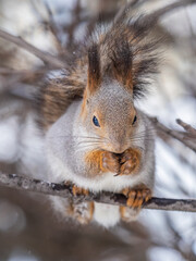 The squirrel with nut sits on tree in the winter or late autumn