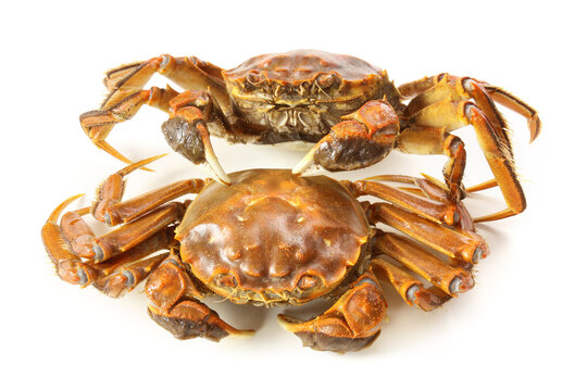 cooked crab on white background