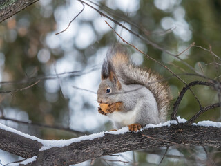 The squirrel with nut sits on tree in the winter or late autumn