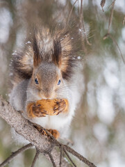 The squirrel with nut sits on tree in the winter or late autumn