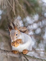 Fototapeta premium The squirrel with nut sits on tree in the winter or late autumn