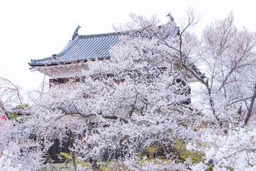 Sakura blooming in Spring at Ueda Castle Ruins Park, Nagano, Japan