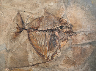 close up on fish fossil in rock © nd700