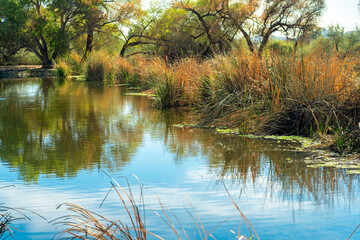 Idyllic and serene grassy area near swamp or lake where aquatic animals live and swim with cat tails and tall grass