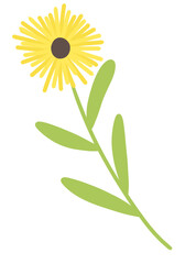 sunflower illustration