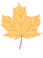 autumn maple leaf