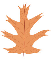 Obraz premium maple leaf on a white background