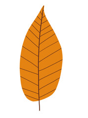 autum leaf illustration