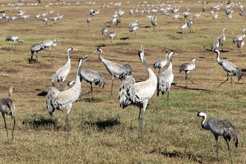 A large flock of cranes winters on a lake in northern Israel.