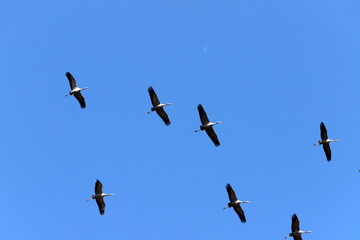 A large flock of cranes winters on a lake in northern Israel.