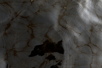 Photo of the reflection of light from the surface of the movement of the water waves of the river from the sky in bright golden colors. Abstraction background is magical.