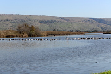 A large flock of cranes winters on a lake in northern Israel.