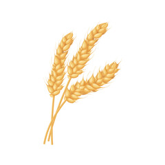 An ear of wheat. Three spikelets of wheat. Cereals.Illustration for food packaging. Vector illustration isolated on a white background