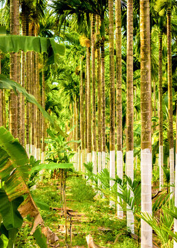 Betel nut palm tree plantation.