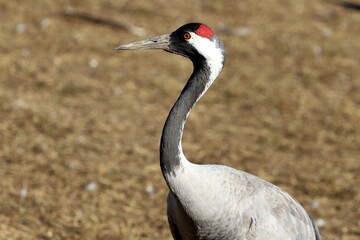 A large flock of cranes winters on a lake in northern Israel.