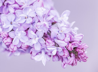 Purple terry Lilac flower petals. Macro flowers background for holiday design. Soft focus