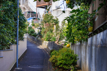 夏みかんの木のある住宅街の細い坂道