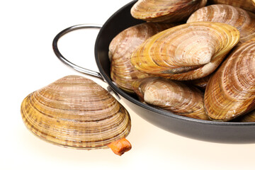 Clams on white background