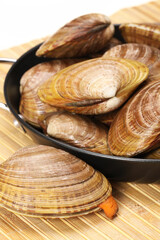 Clams on white background