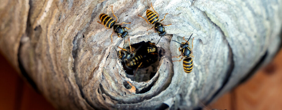 hornet's nest with wasps, selective focus