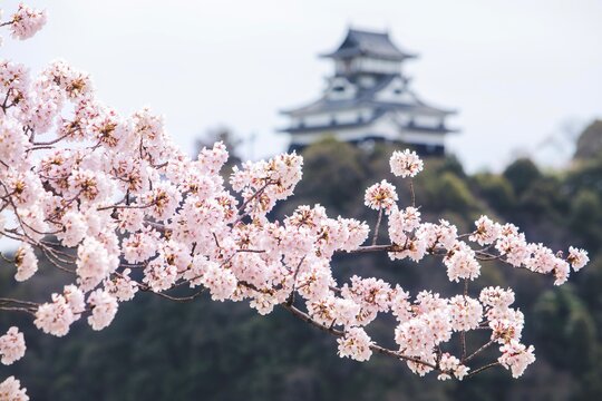 犬山市　国宝犬山城と満開の桜