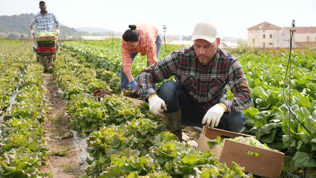 Positive caucasian man horticulturist harvesting lettuce on field with co-workers.