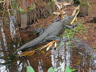 Alligator at Corkscrew Swamp Sanctuary Audubon Naples Florida