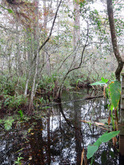 Natural Landscape Corkscrew Swamp Sanctuary Audubon Naples Florida