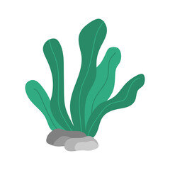 Sea Kelp