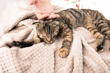 A man's hand gently caresses a striped sleeping cat. Relations between man and animal.