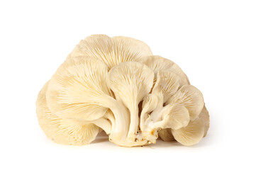oyster mushroom on white background