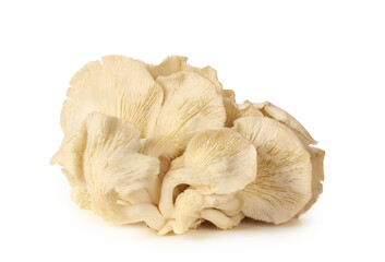 oyster mushroom on white background