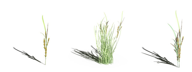 wild field grass, isolated on white background, 3D illustration, cg render