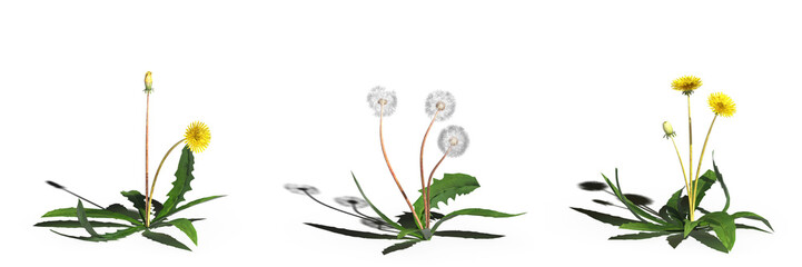 wild field grass, isolated on white background, 3D illustration, cg render
